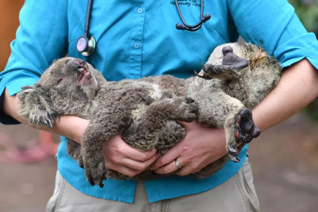 urs koala australia incendii 10 ianuarie EPA