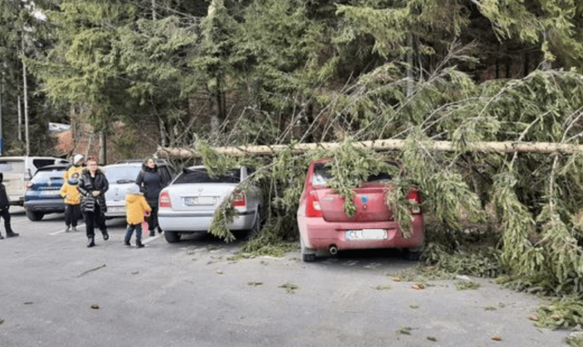Trei mașini distruse în Poiana Brașov, de un brad doborât de vânt