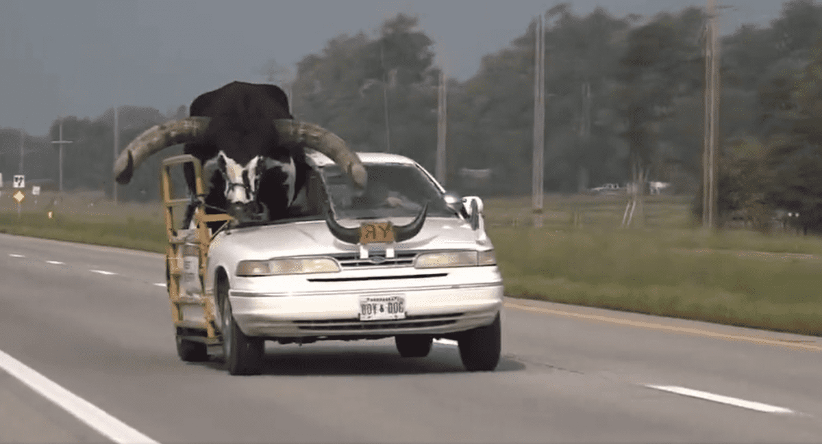 „Credeau că o să fie ceva mic. Taur uriaș plimbat pe bancheta unei mașini, pe o autostradă din Nebraska | VIDEO