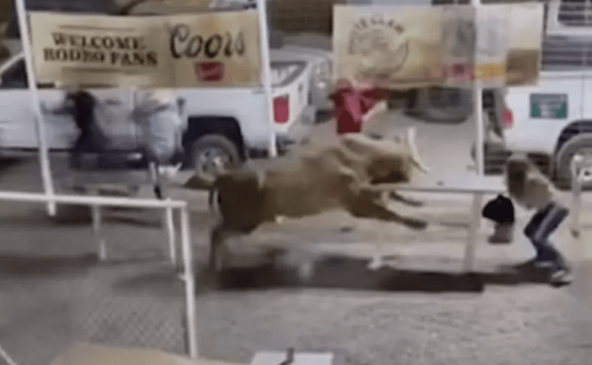 Taurul „Party Bus a evadat din arena de rodeo și a luat în coarne 3 oameni, inclusiv o femeie îmbrăcată în roșu, în SUA | VIDEO