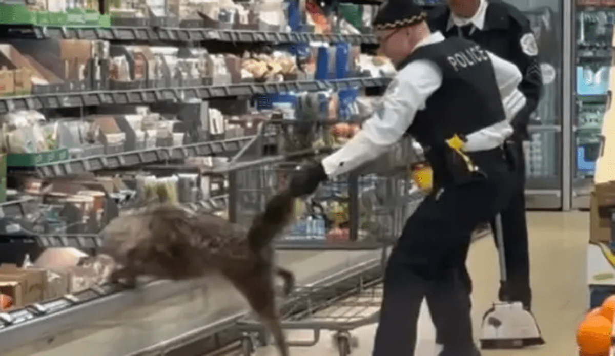 Un coiot s-a ascuns în frigiderul unui supermarket din SUA. Momentul când animalul este scos de un polițist | VIDEO