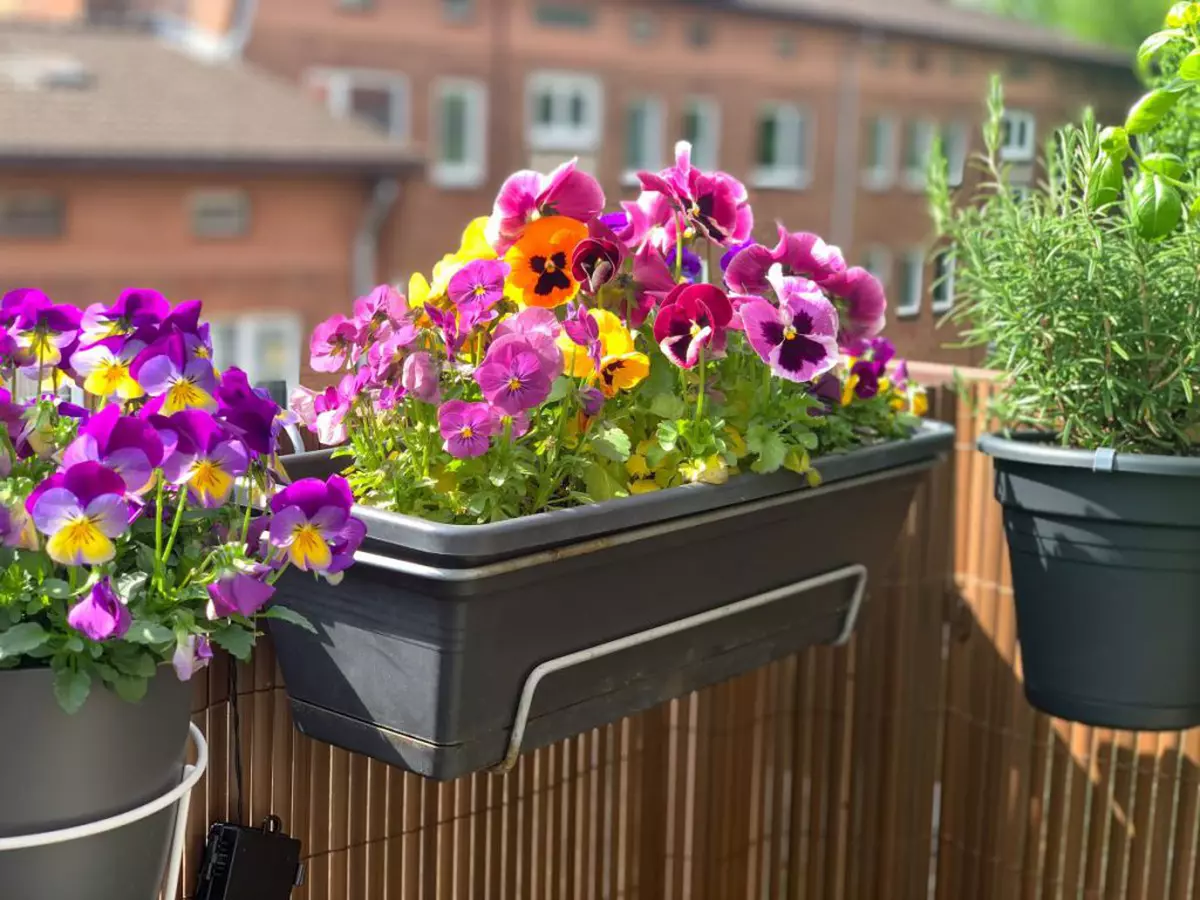 Flori de primavara in ghiveci, pe balcon