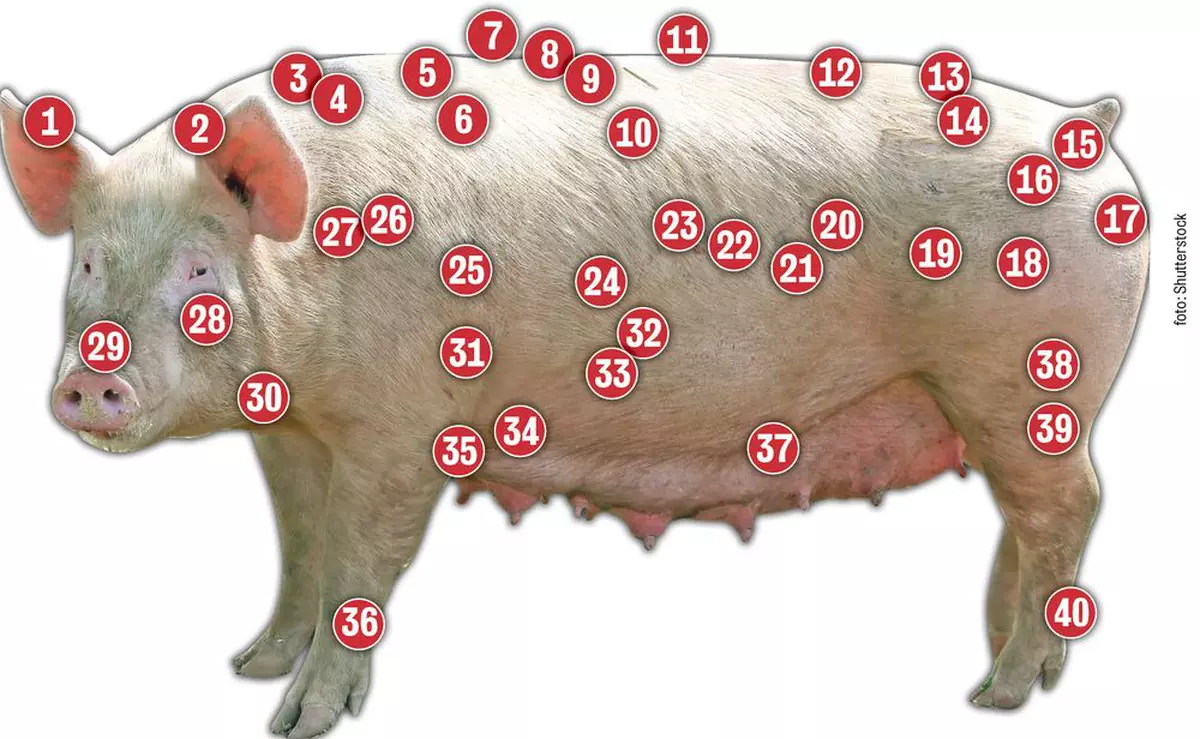 La ce e bun porcul