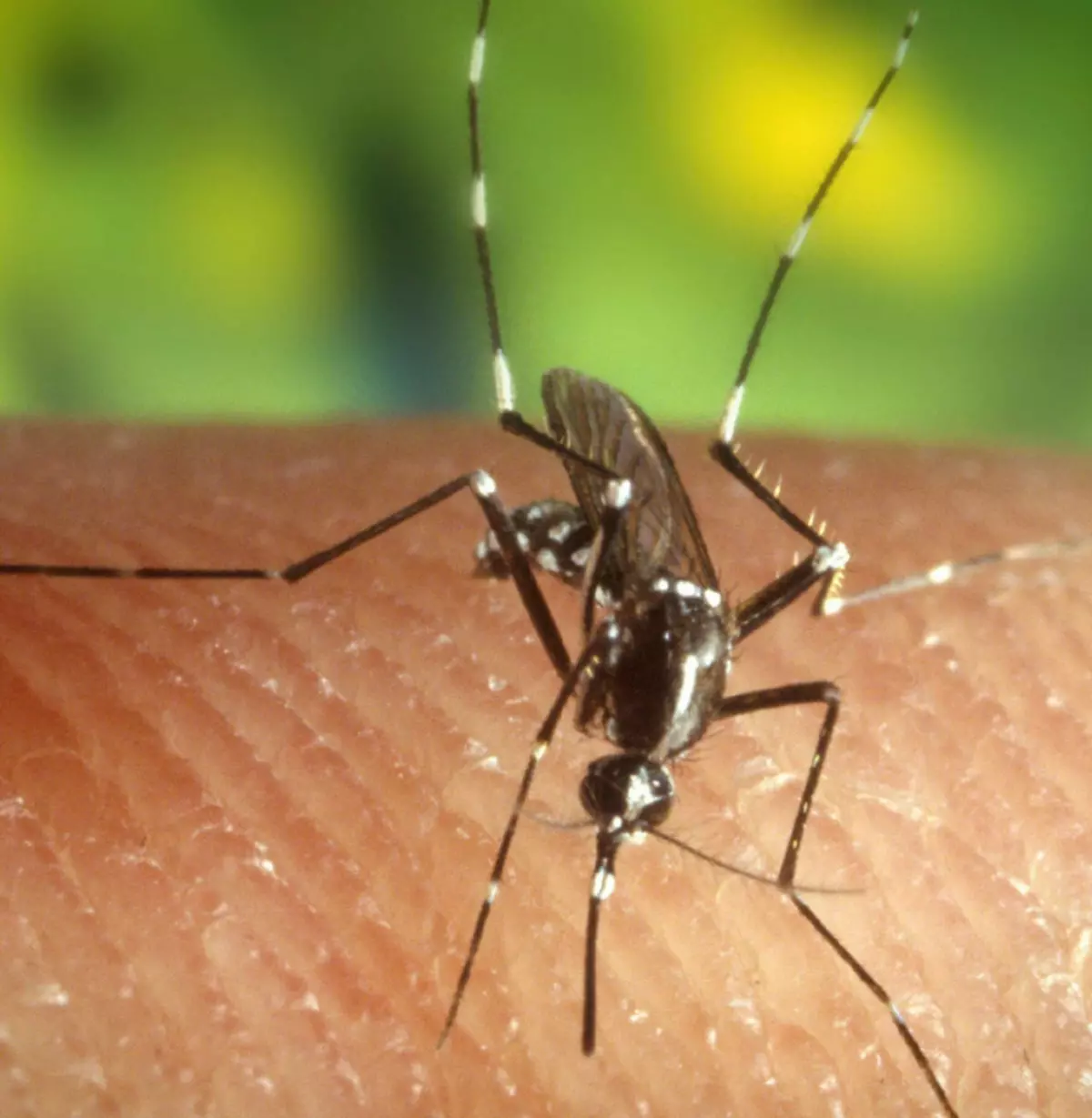 Două persoane din Teleorman, suspecte de meningită West Nile
