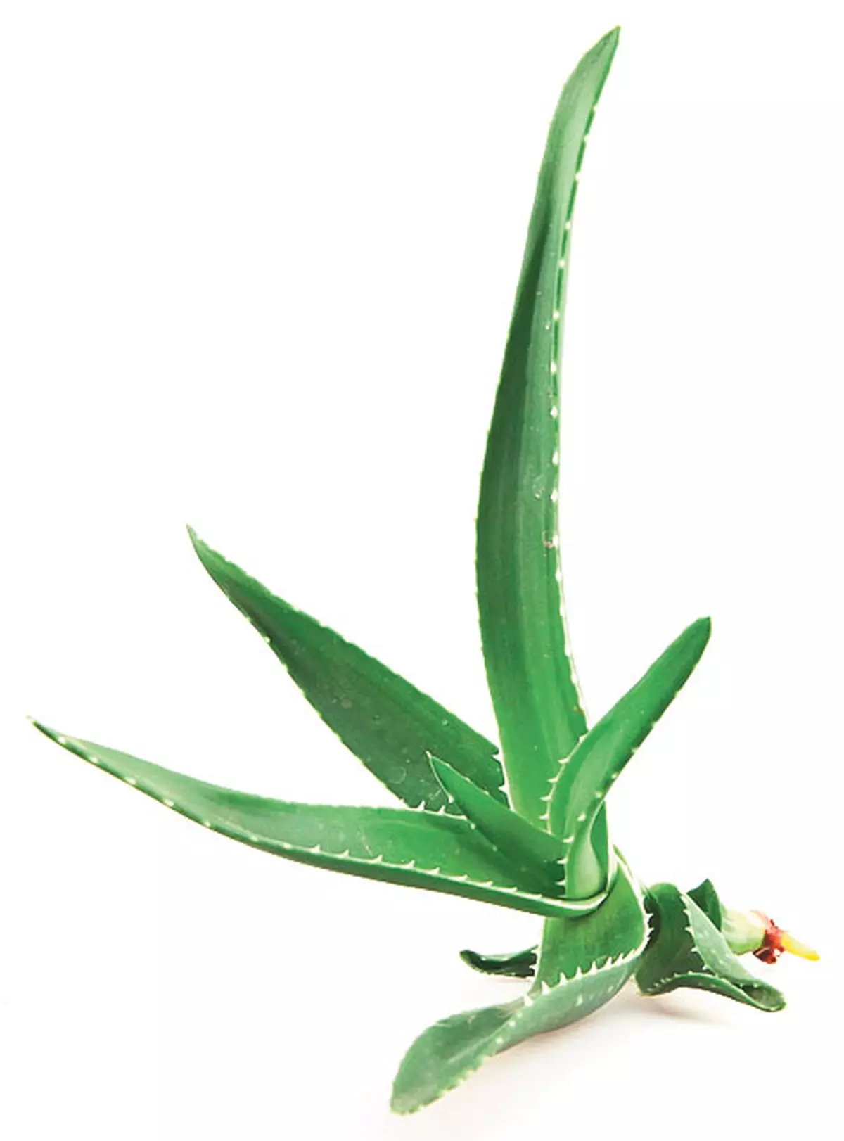 Aloe Vera vindecă arsurile şi iritaţiile pielii