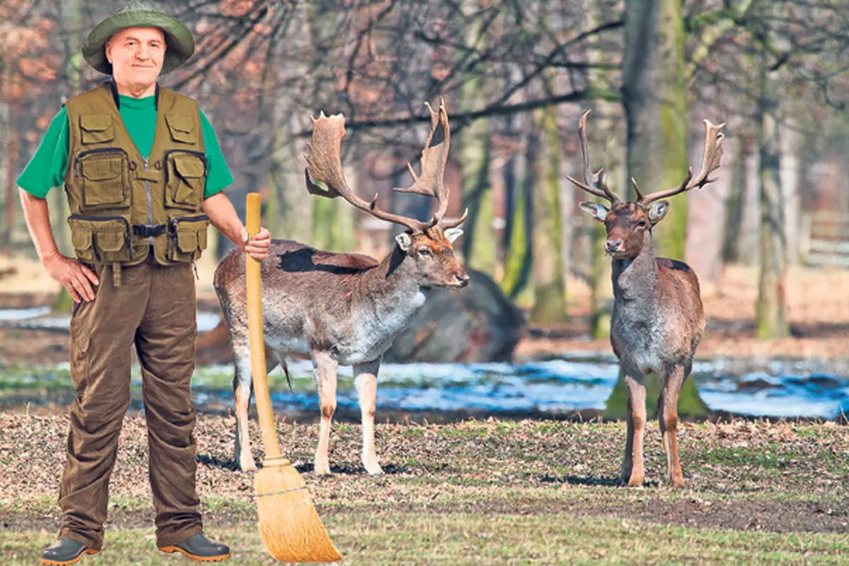 Ministerul Mediului a propus o metodă inedită pentru inventarierea animalelor sălbatice din păduri! Vânătorii vor număra cerbii cu mătura