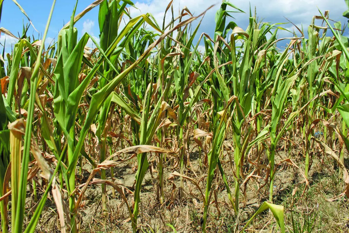Ministrul agriculturii: Se vor oferi sume considerabile drept despăgubiri pentru pierderile cauzate de secetă