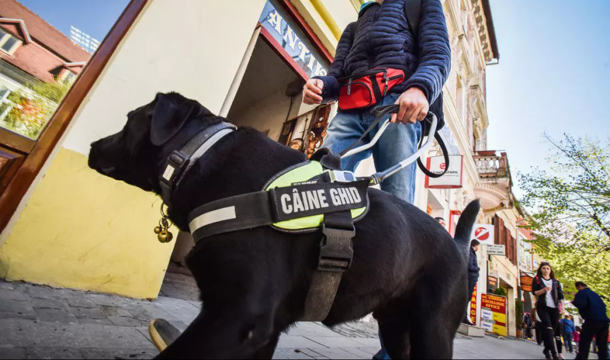 Povestea primului nevăzător din Sibiu ajutat de un câine de ghidaj