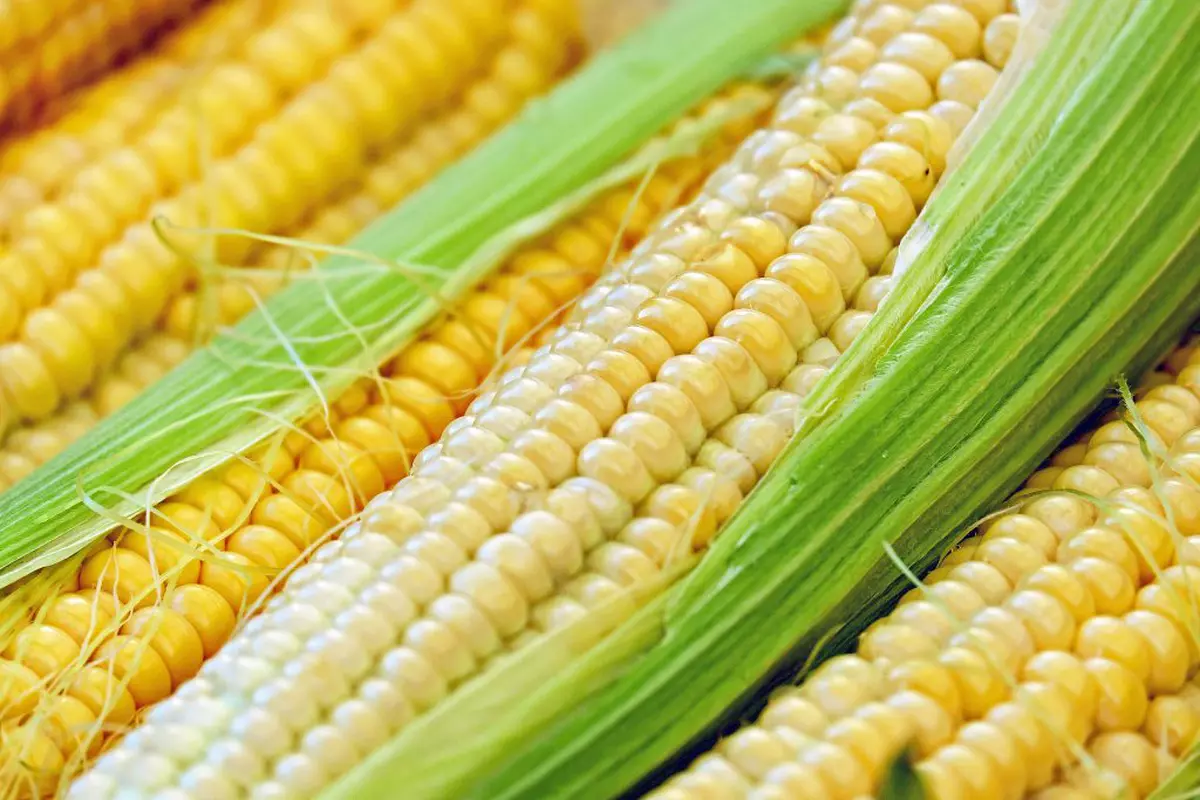România ar putea deveni cel mai mare producător de porumb din Europa