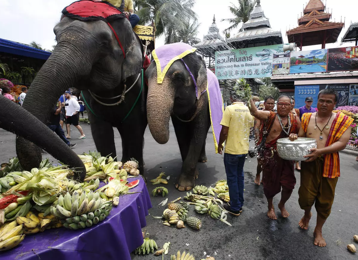 Elefanții din Thailanda folosiți în scop turistic riscă să moară de foame, din cauza coronavirusului