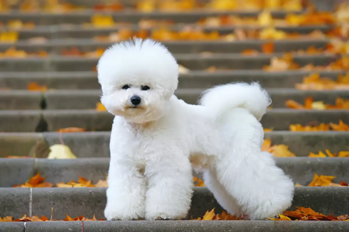 Bichon Frise - ce temperament are patrupedul expresiv cu blană albă și pufoasă