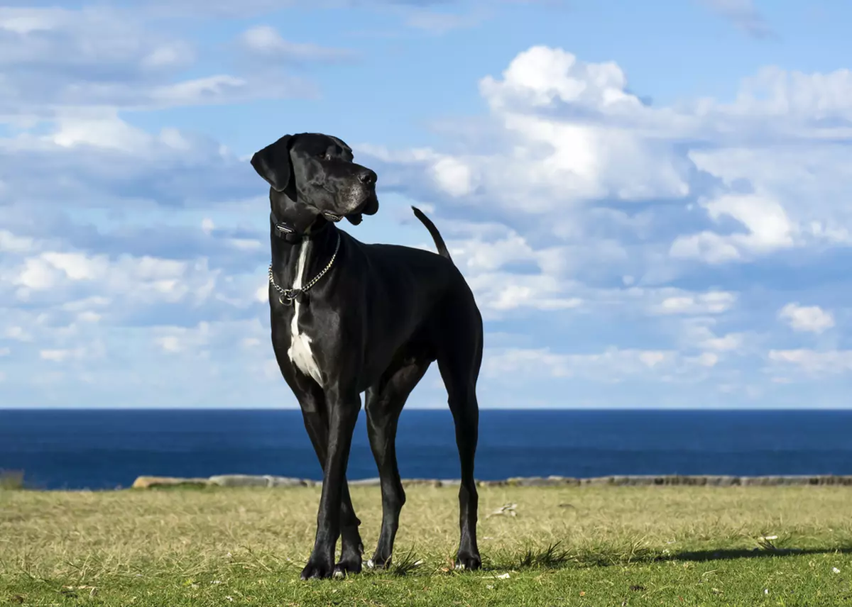 Dog german - ce temperaent are Marele Danez
