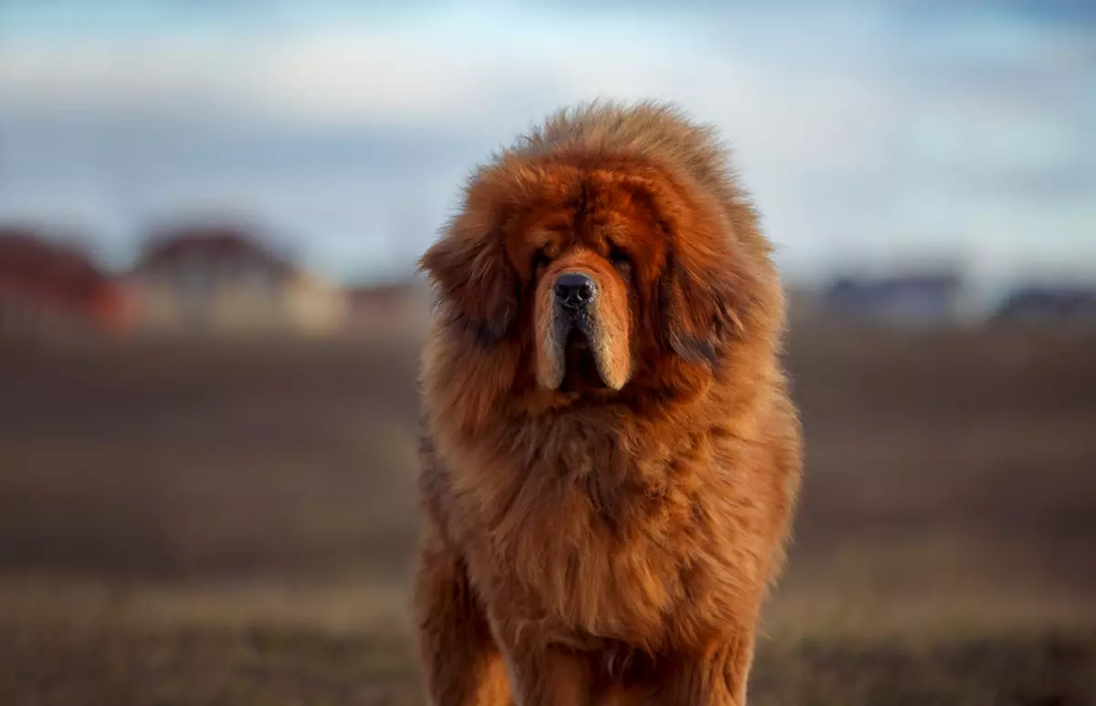 Mastiff Tibetan - ce caracteristici are și cum se dresează unul dintre cei mai puternici câini