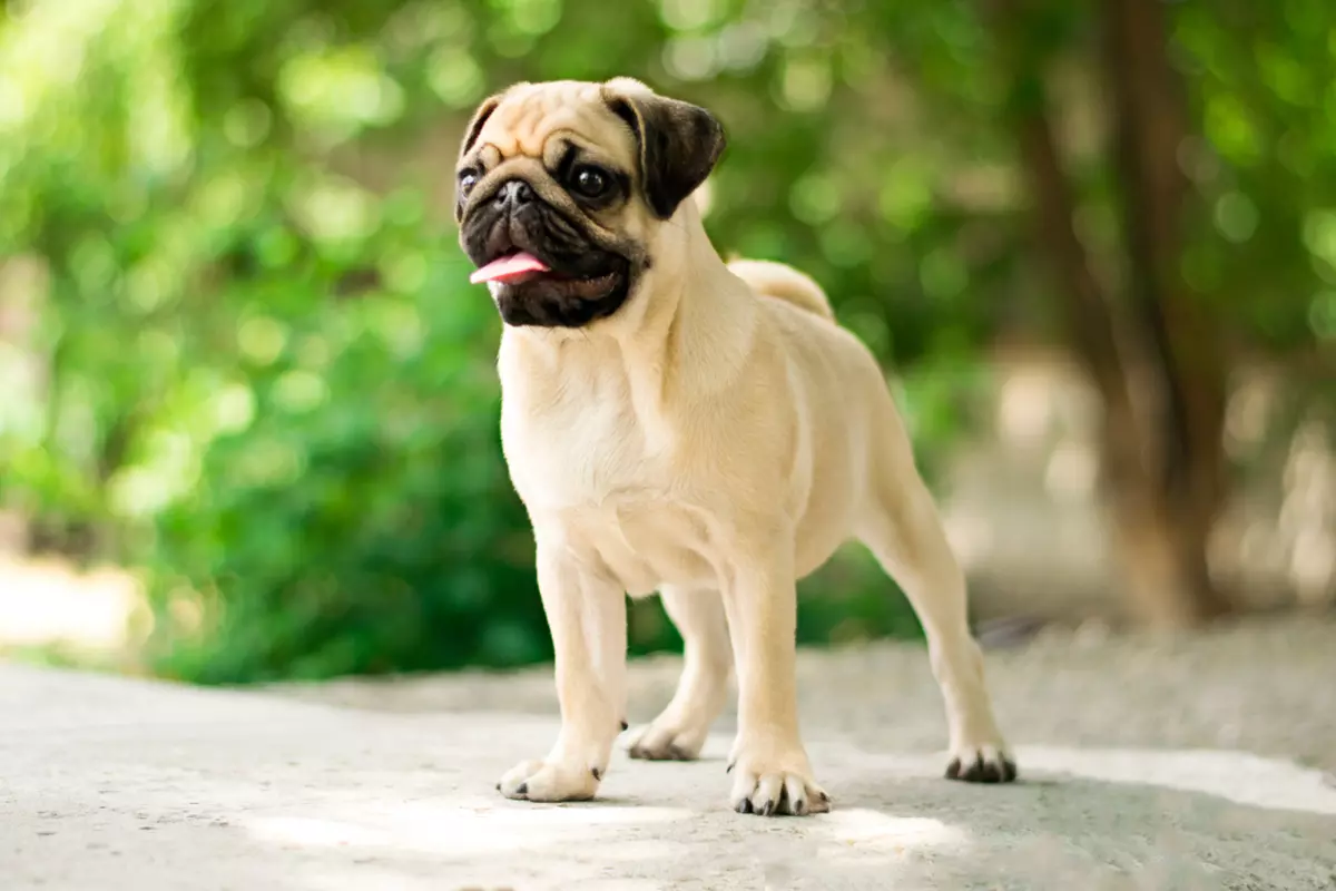 Rasa Pug - caracteristici și temperament. Cum se dresează câinele Mops