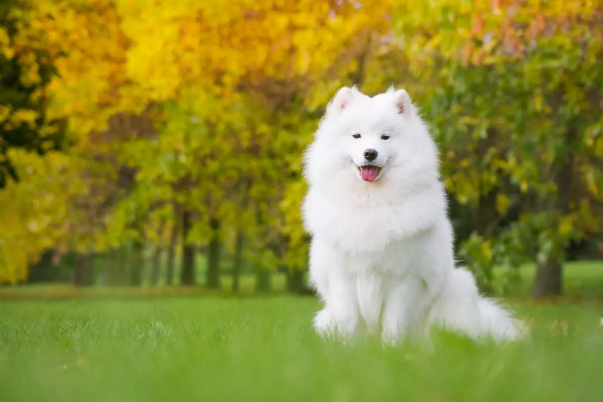 Samoyed - ce caracteristici are patrupedul cu zâmbet Samoyed