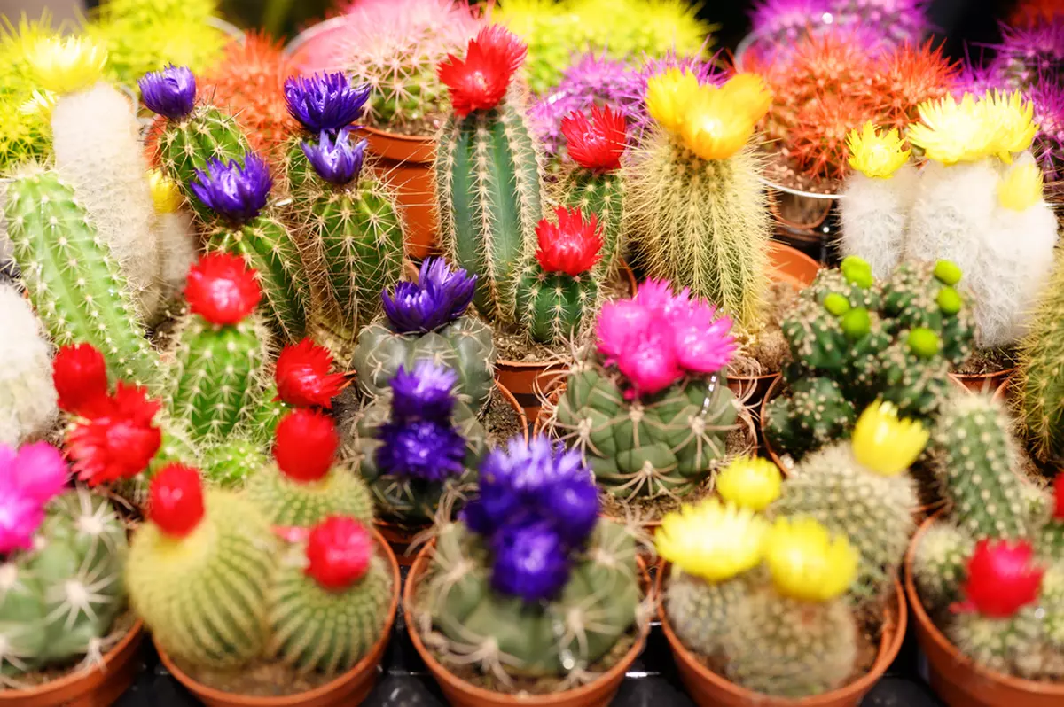 Cactus- ingrijire, inflorire