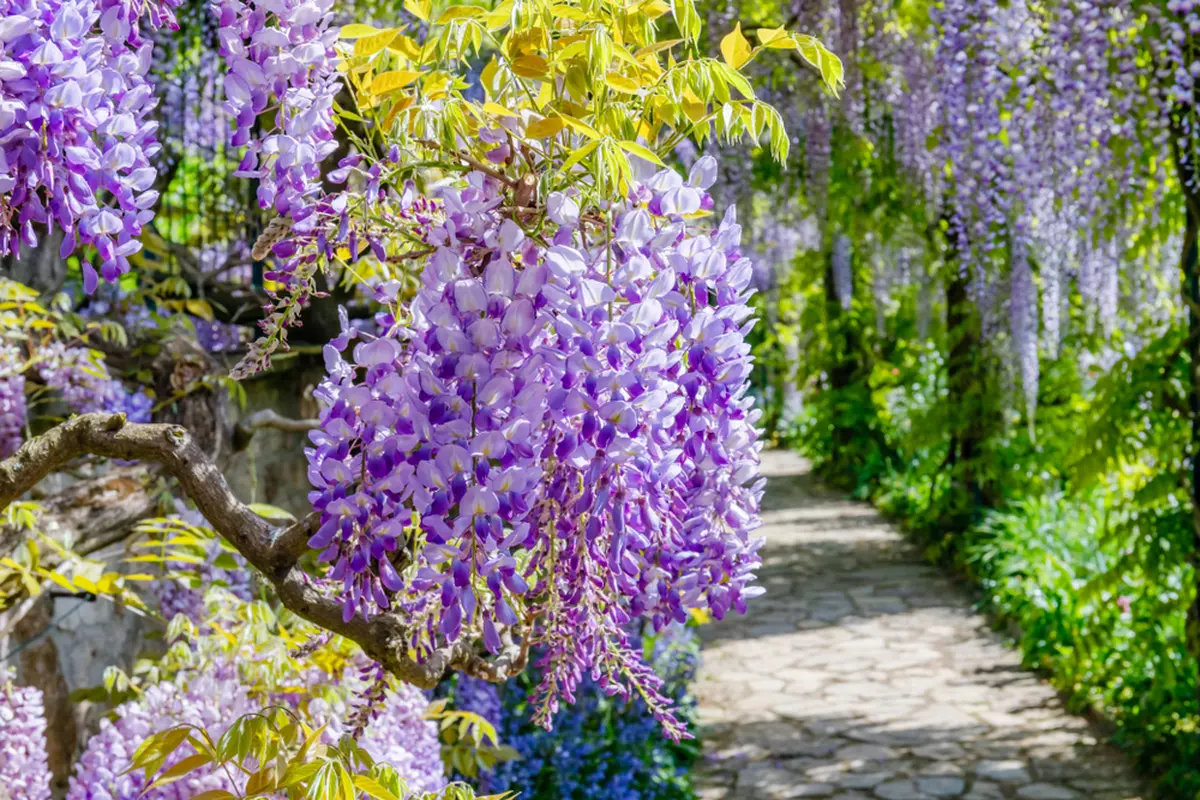 Glicina - Wisteria - plantare si ingrijire