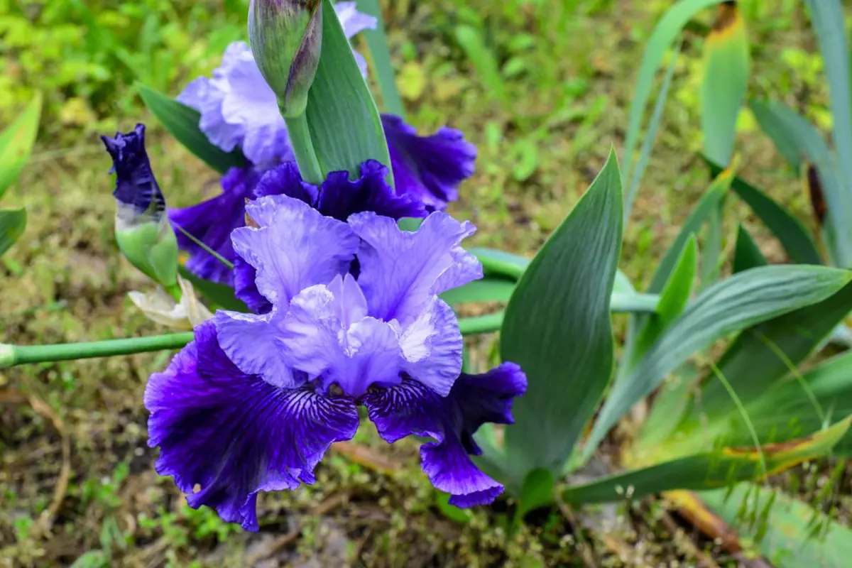Iris plantare și îngrijire