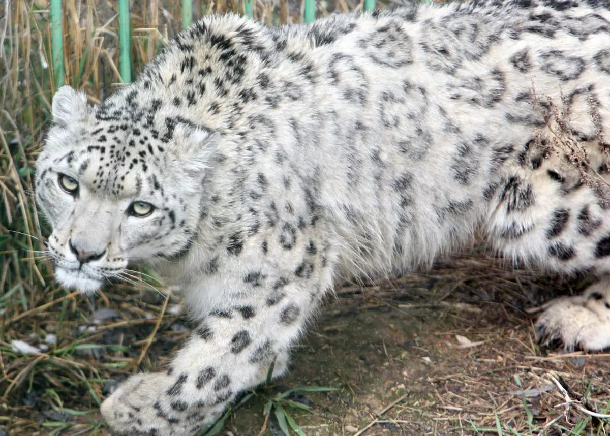 Un exemplar rar de leopard de zăpadă de la Zoo San Diego, infectat cu COVID. Cum a funcționat vaccinul la alte animale