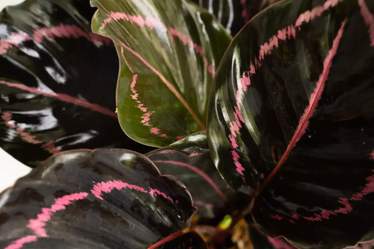 Calathea - plantare, îngrijire. Cum să o crești la tine acasă