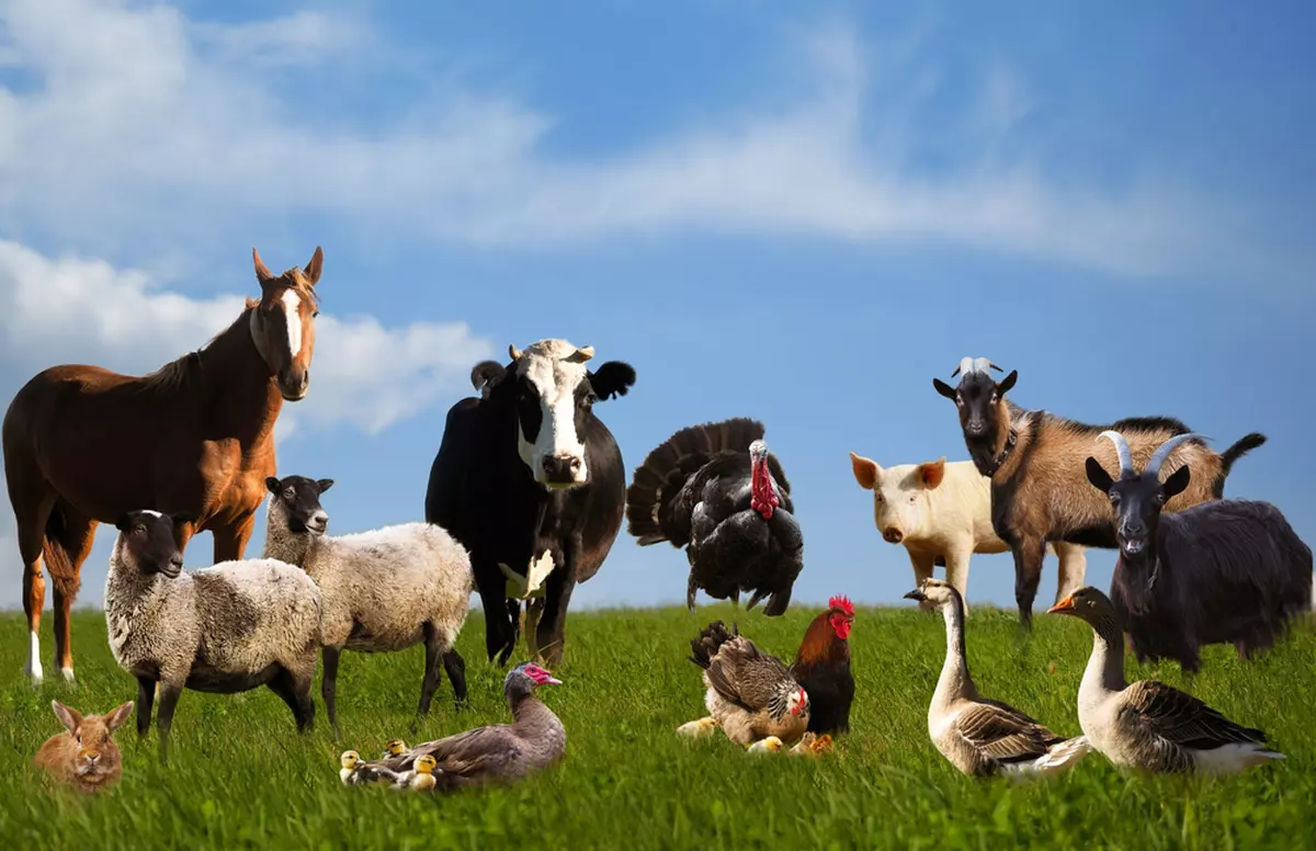 Animale domestice
