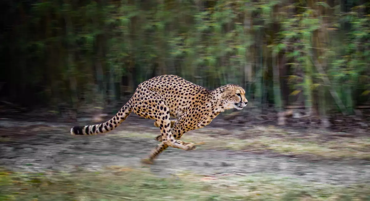 Cele mai rapide animale din lume