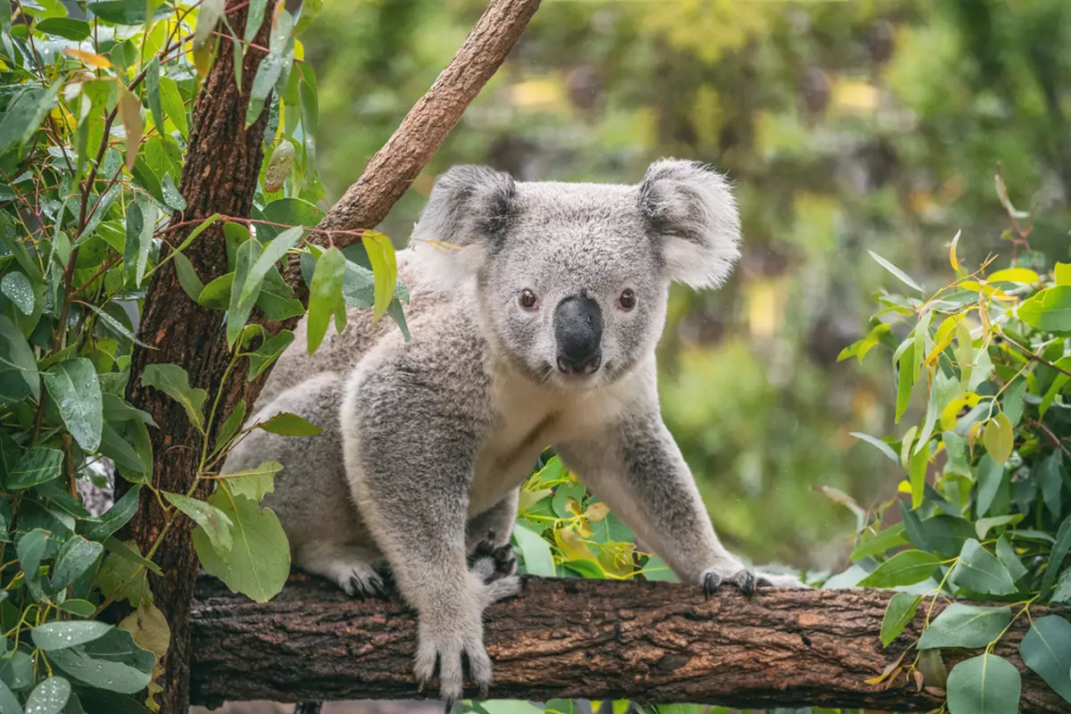 Animale Marsupiale