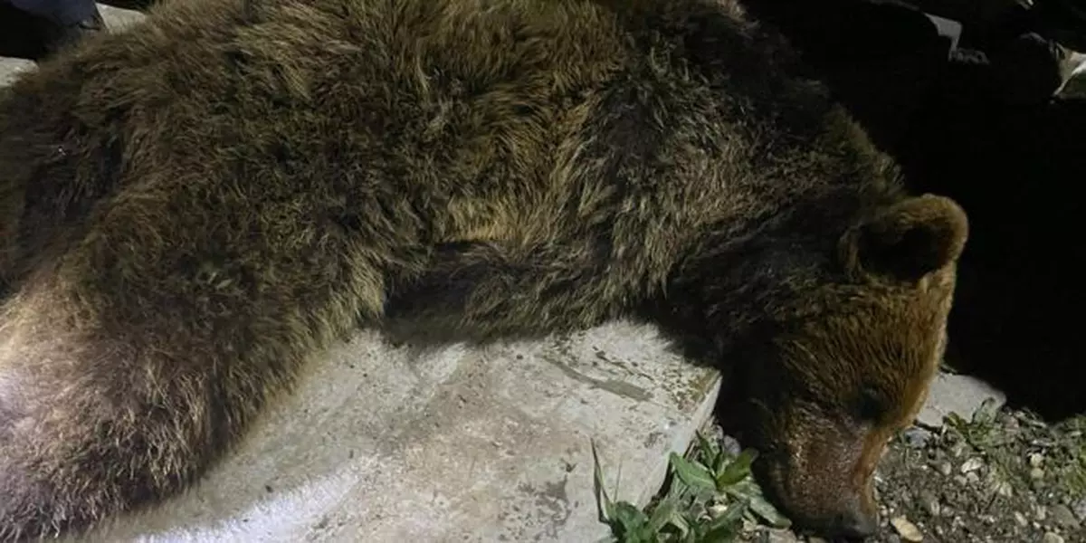 Doi urși care coborau frecvent la Grădina Zoologică din Târgu Mureș, capturați de autorități