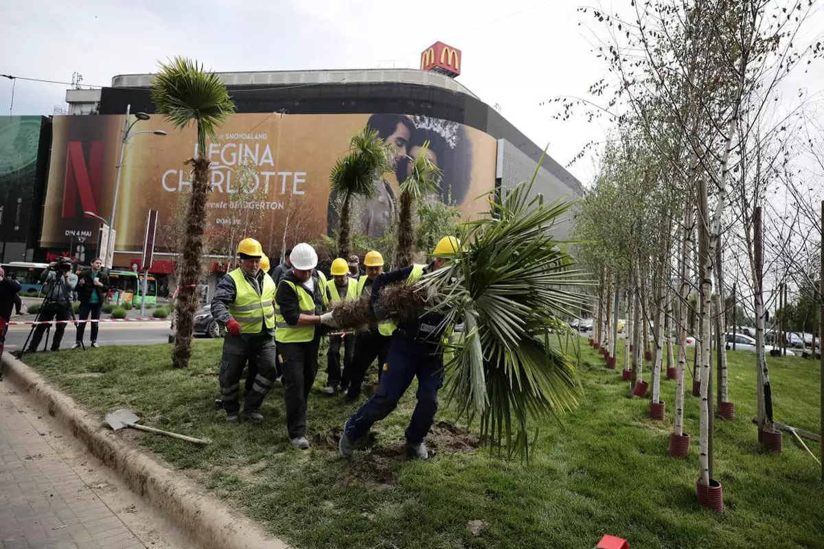 Nicușor Dan a scos palmierii puși de Negoiță la Piața Unirii, în urmă cu două zile. „Nu este vreo țară exotică. Cei doi primari se atacă reciproc