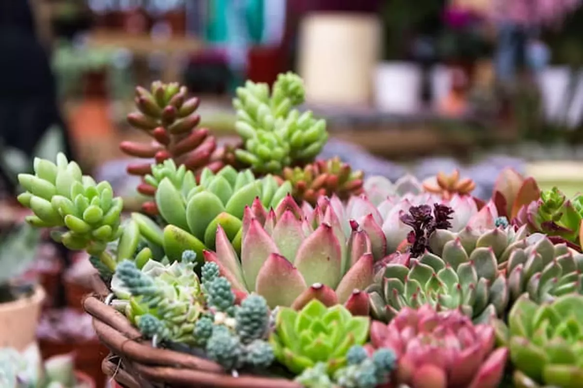 TOP 5 plante de balcon rezistente la soare, oaza de relaxare din timpul verii