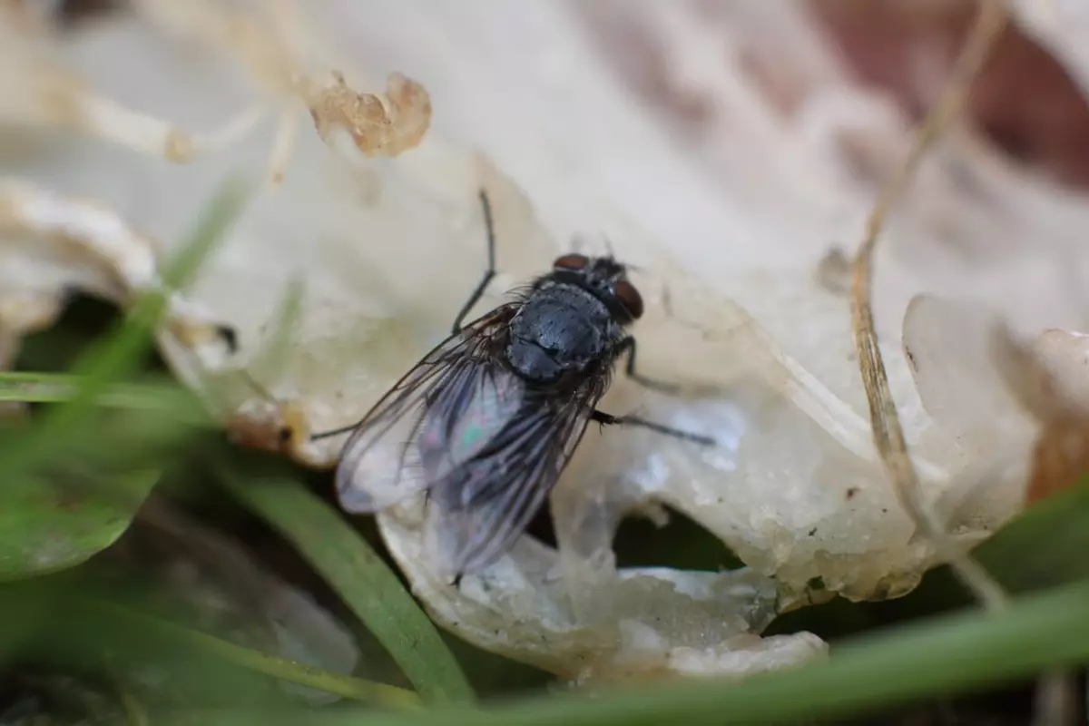 Muștele moarte ar putea fi folosite pentru a produce plastic biodegradabil - studiu