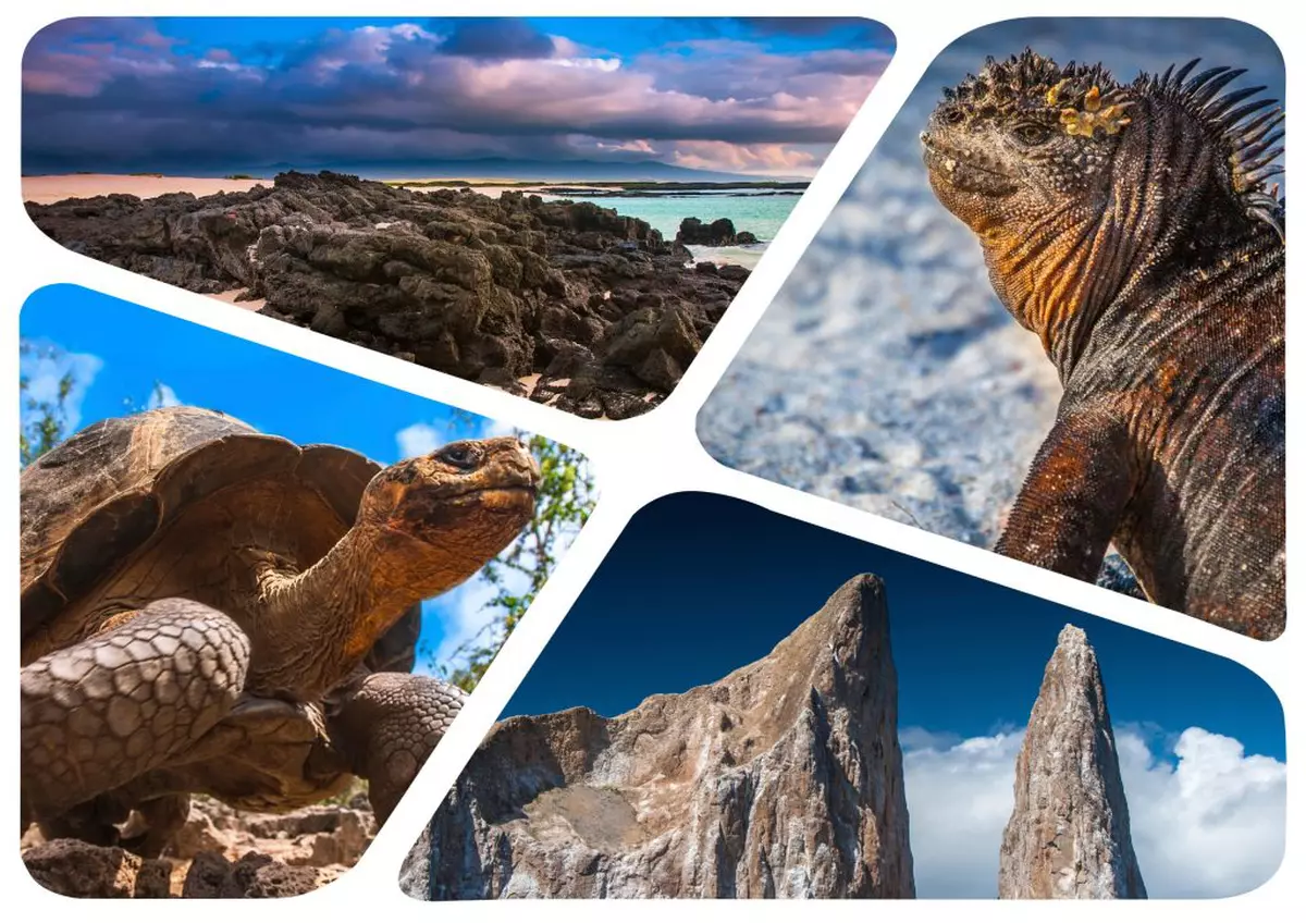Curiozități despre Insulele Galapagos - Colaj de patru imagini cu animale şi peisaje din Insulele Galapagos