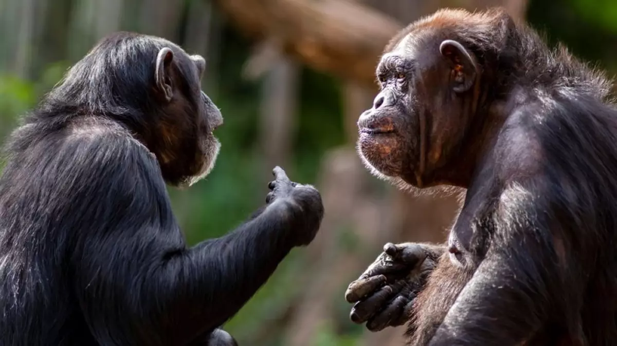 Care sunt cele mai inteligente animale de pe planetă