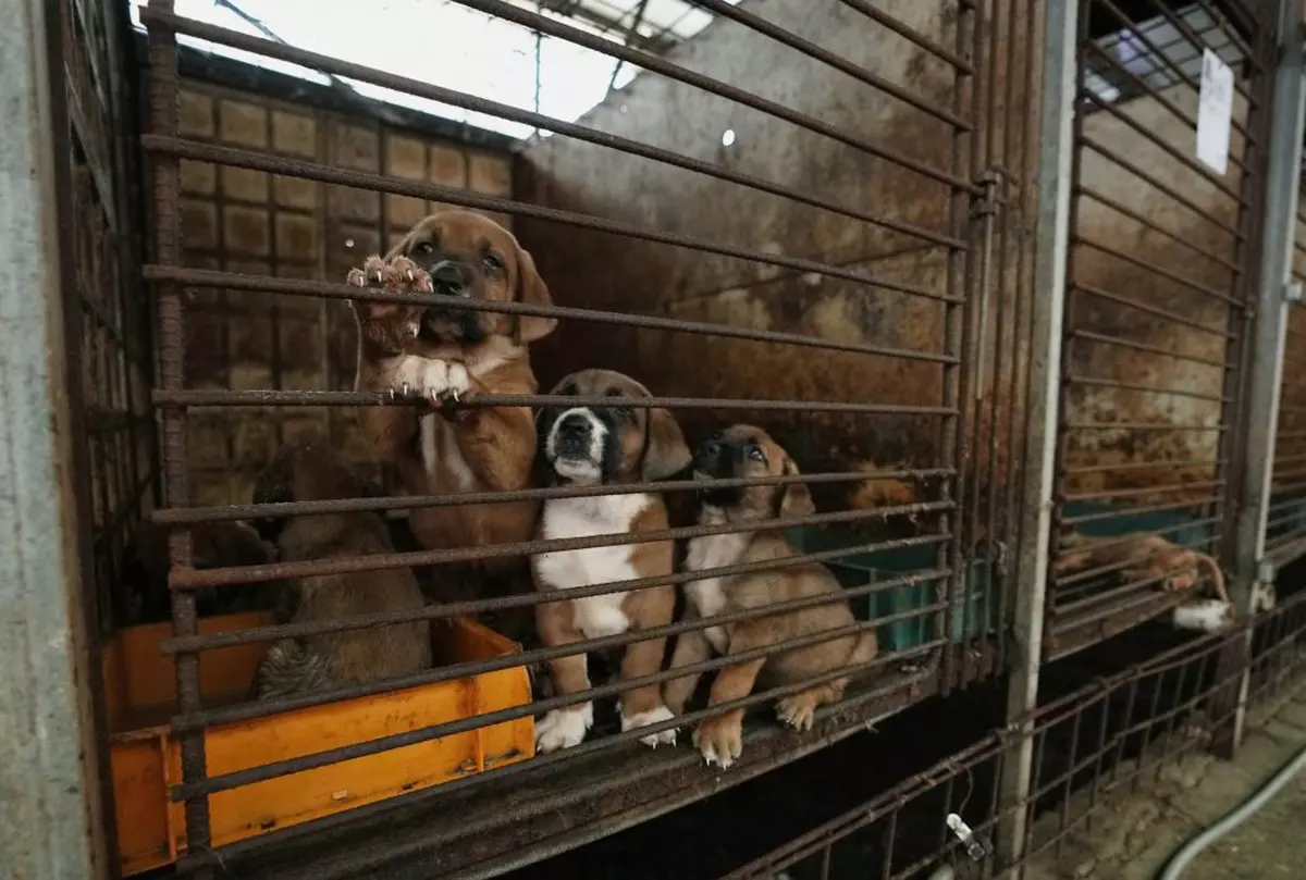 Coreea de Sud pune capăt comerţului cu carne de câine, văzut ca un „capitol mizerabil al istoriei țării