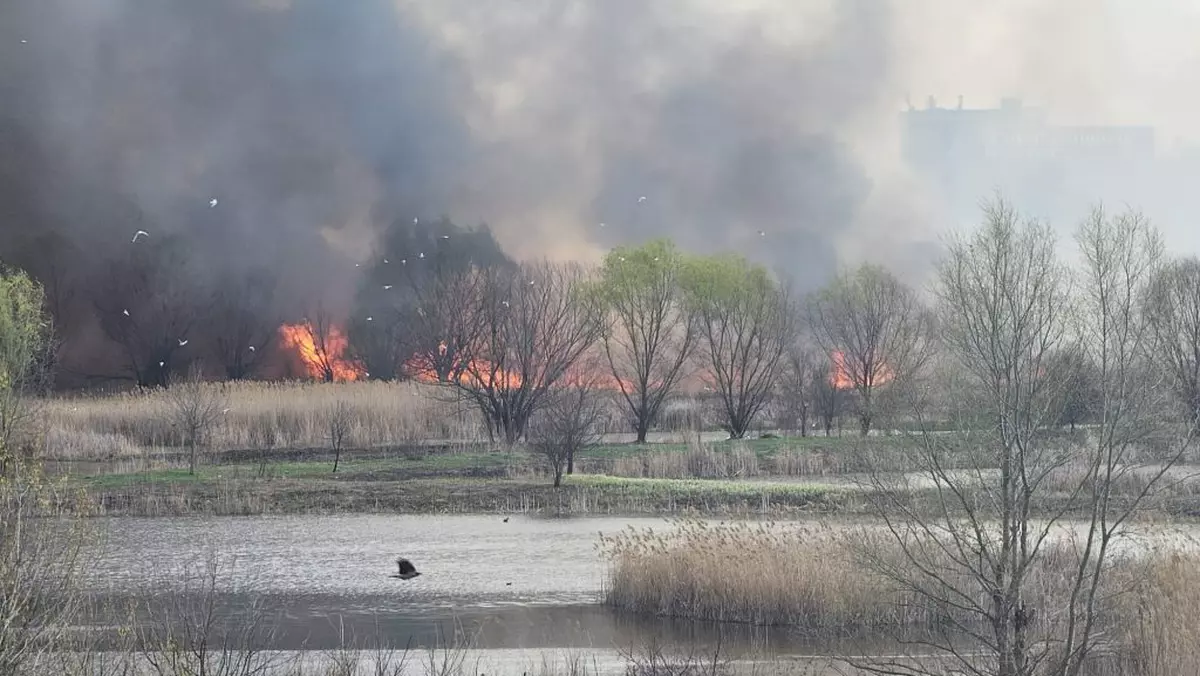 Incendiu în Delta Văcărești din Capitală. Pompierii intervin cu 11 autospeciale