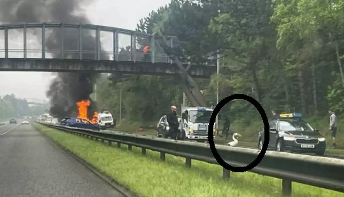 Apariția unei lebede pe o autostradă aglomerată din Anglia a dus la un accident urmat de un incendiu | VIDEO
