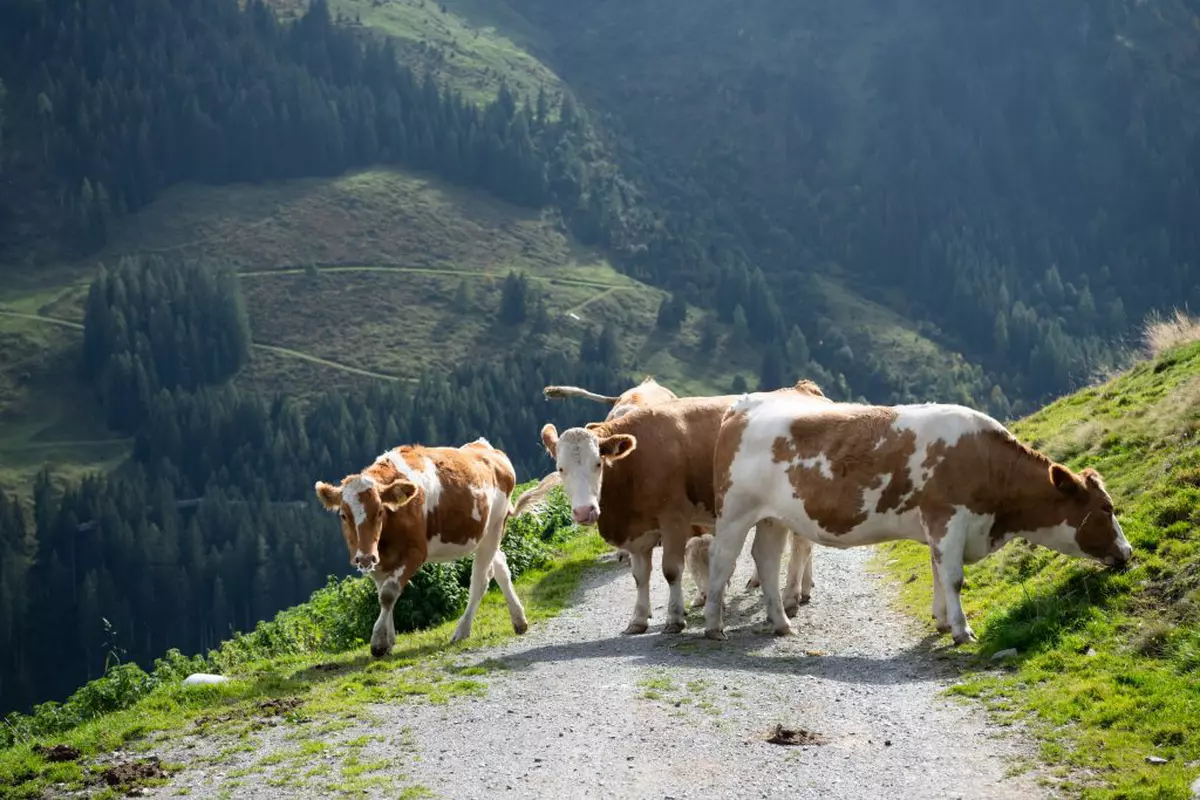 O femeie aflată în excursie, de ziua ei, în Alpii austrieci a fost ucisă de o turmă de vaci. Fiicele ei, rănite