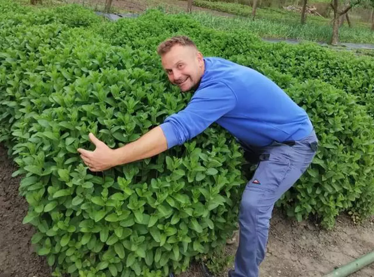 Povestea de succes a lui „Alex cu menta, un tânăr întors din străinătate să cultive plante aromatice: „În patru luni se fac bani cât pentru tot anul