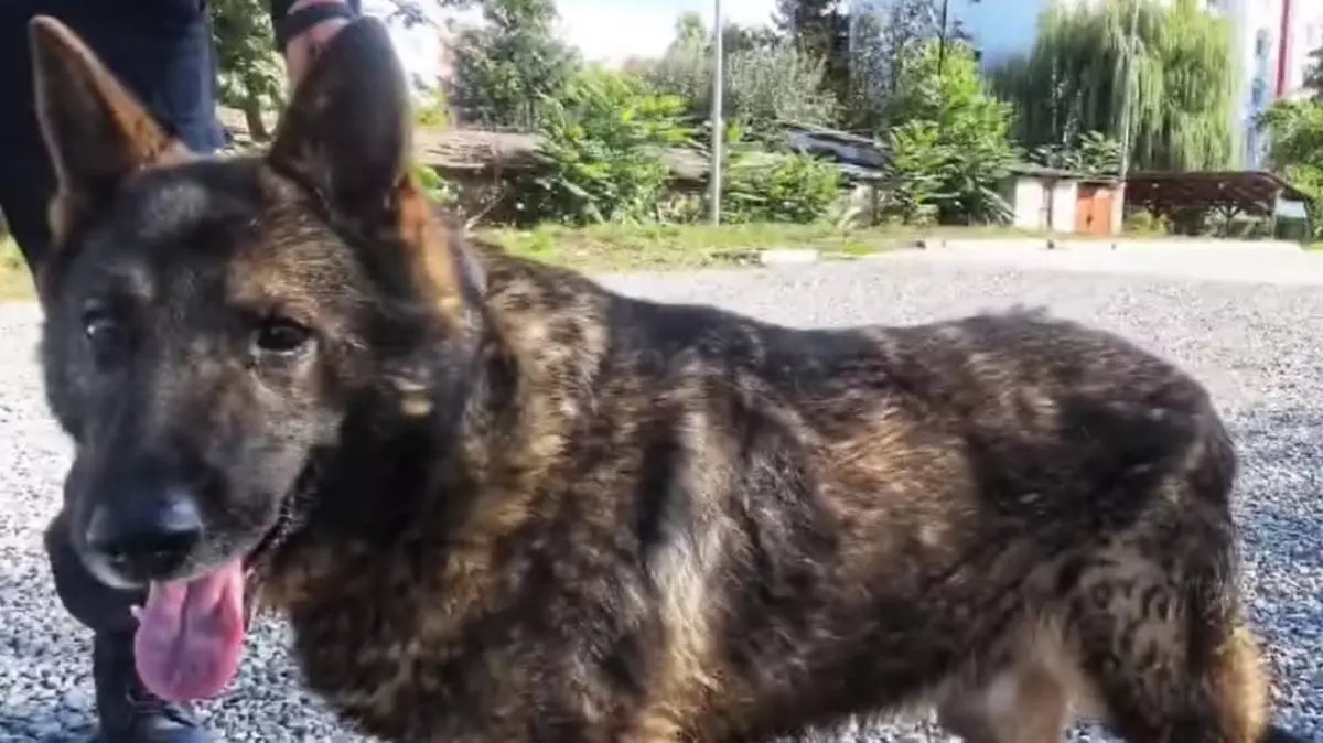 Câinele Luc a ieşit la „pensie după 8 ani în Jandarmerie şi își caută stăpân. „E isteț | VIDEO