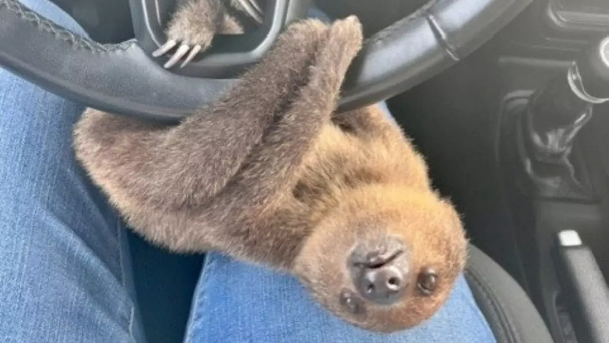 pui de leneș agățat de volanul unei mașini