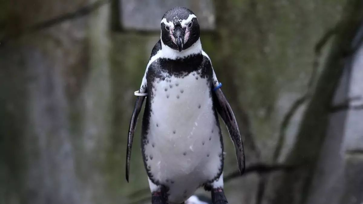 Un pinguin stă relaxat la Zoo