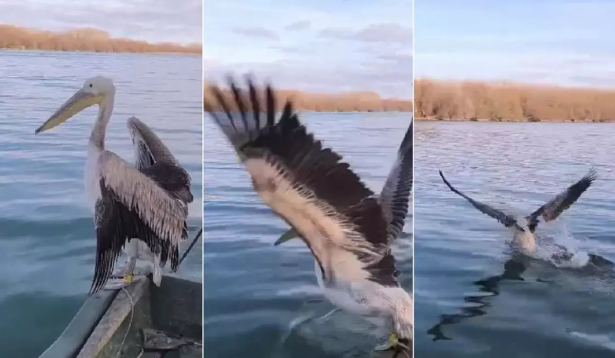 Colaj de trei fotografii cu momentul în care pelicanul este eliberat într-o zonă din Delta Dunării, dintr-o barcă