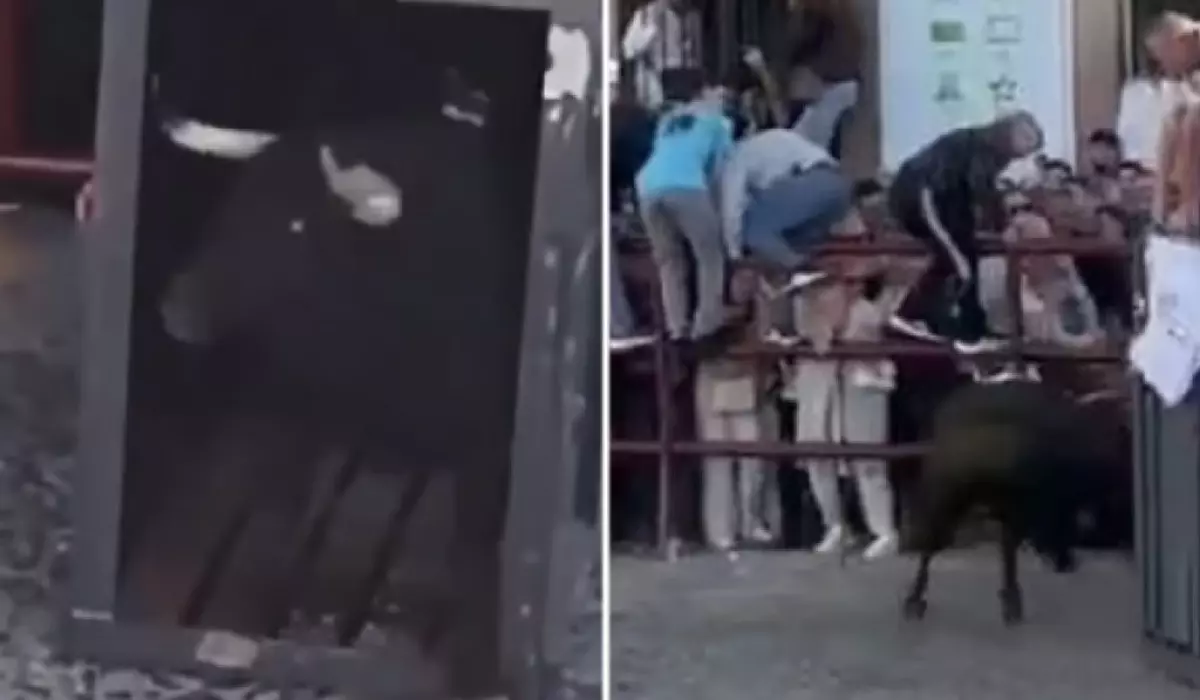 colaj cu taurul din momentul incidentului
