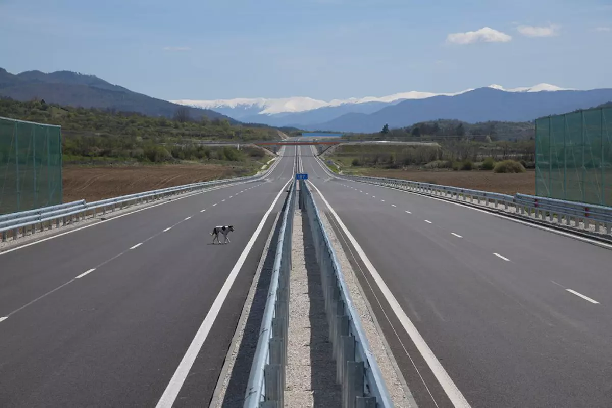Un caine traverseazo o autostrada goala. fotografie ilustrativa