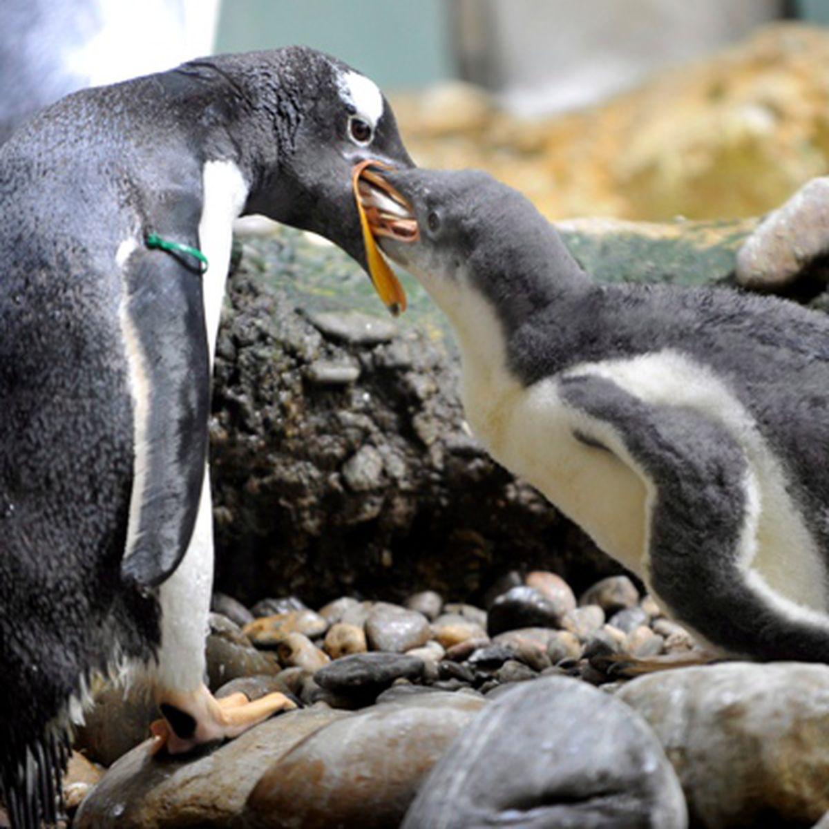 Si Pinguinii Se Căsătoresc Stiri Libertatea Libertatea