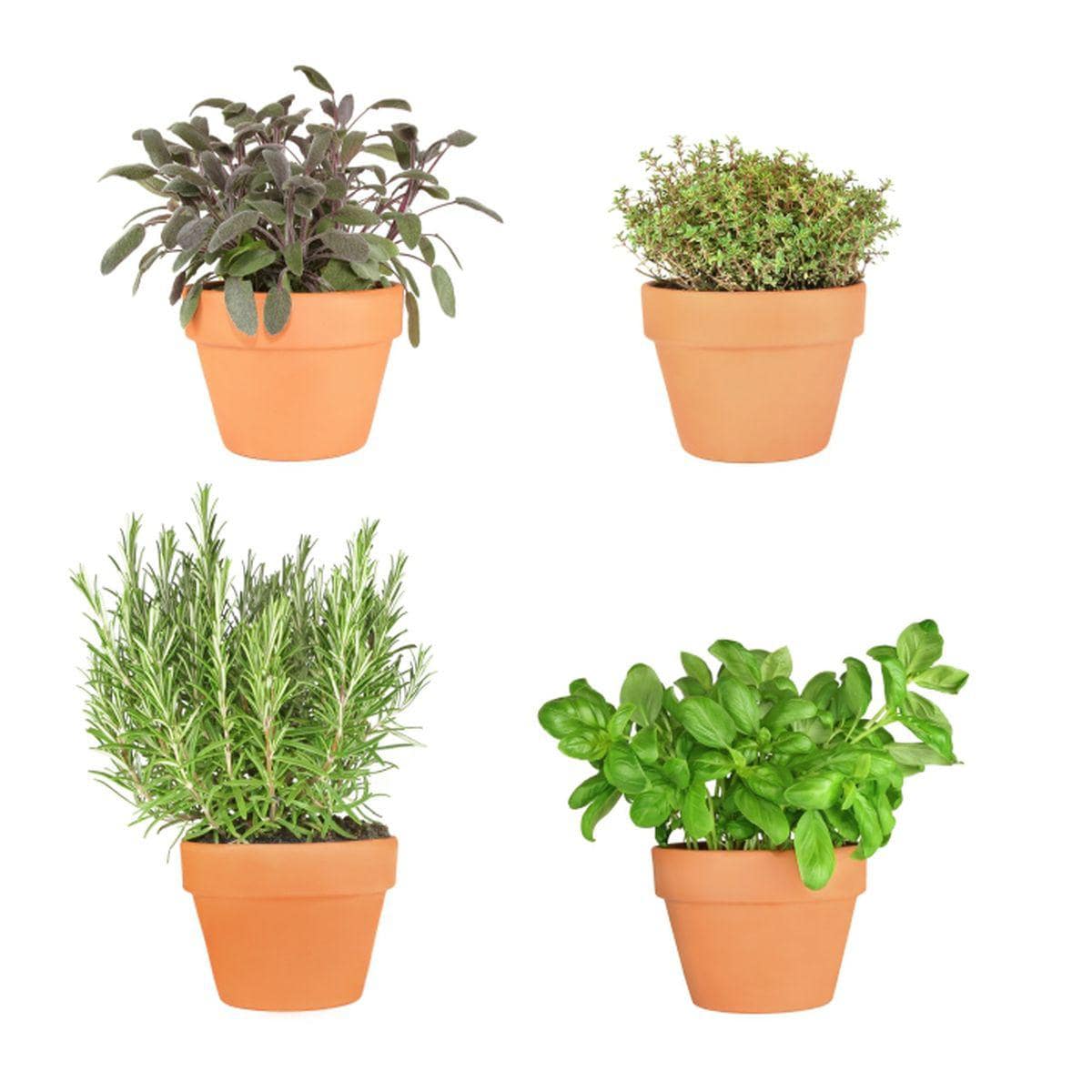 Plante Aromatice Pe Care Le Poţi Creste In Ghiveci Lifestyle