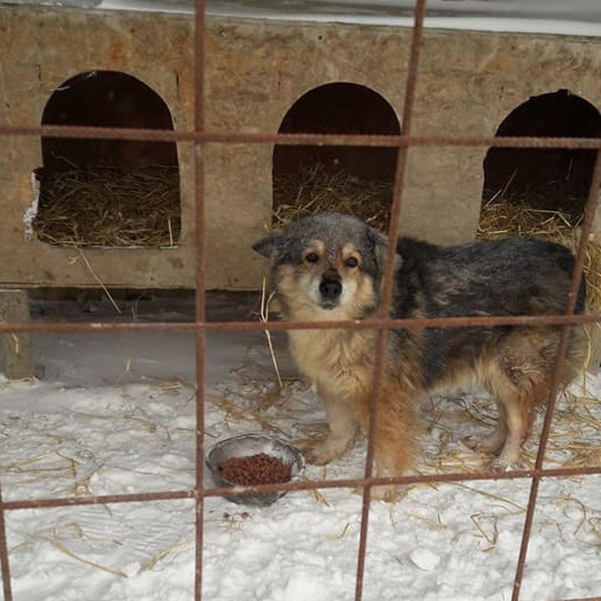Cinci Caini Bătrani Din Adăpostul Asociaţiei Help Lăbus Galați Au Murit Din Cauza Gerului Libertatea