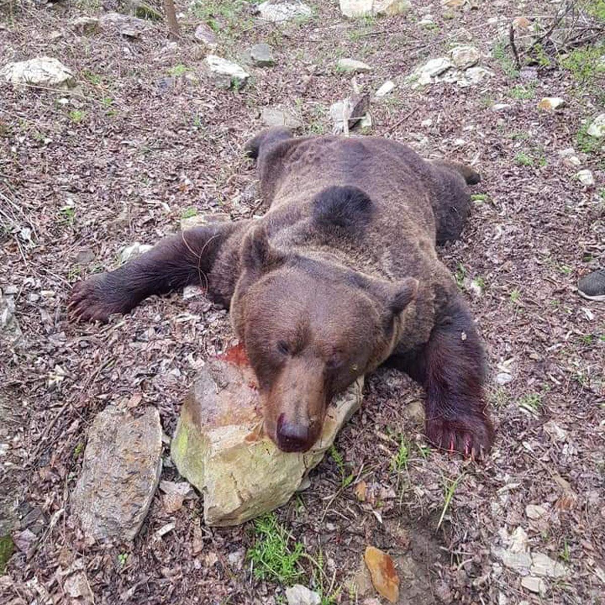 Imagini Revoltătoare Cadavrul Unui Urs Impușcat A Fost Batjocorit De Vanători In Buzău Libertatea