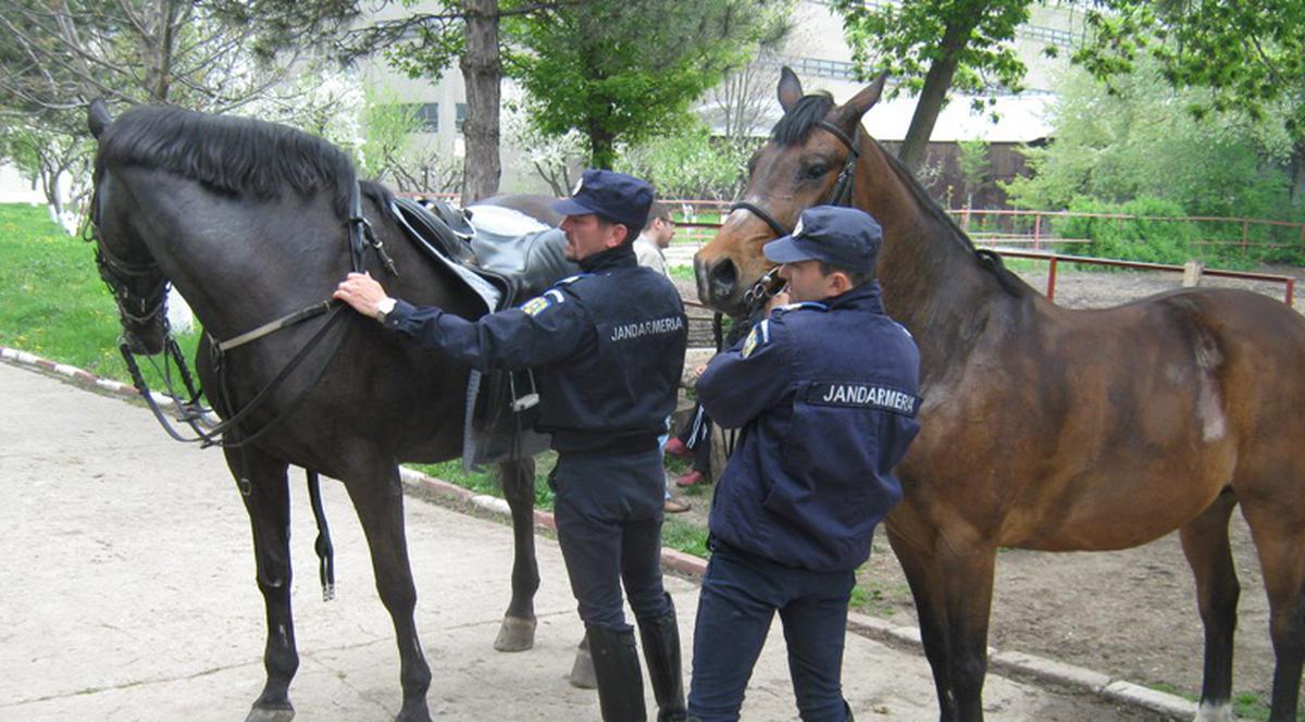 Pentru a face scut în faţa huliganilor din Capitală, caii Jandarmeriei trec şi prin foc