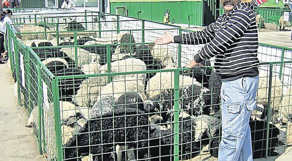 Bucureşteni, haideţi la miei, la piaţa Apărătorii Patriei!